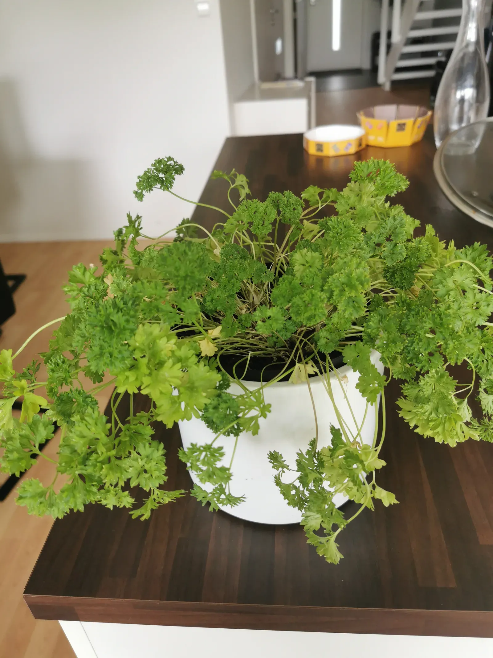 8. Parsley (By Netha Hussain, CC BY-SA 4.0)
