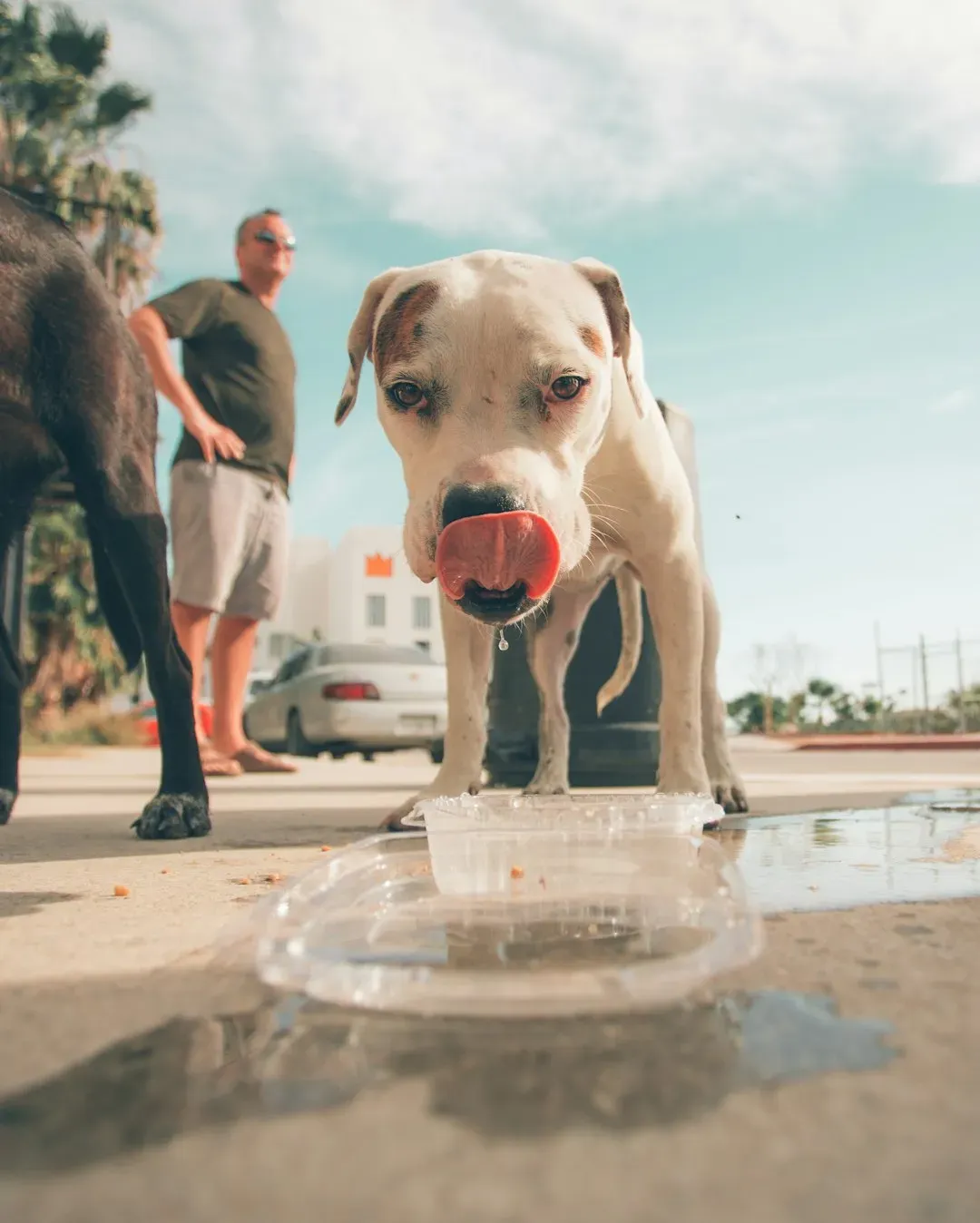 Refreshing the Water Dish (Image Credits: Unsplash)