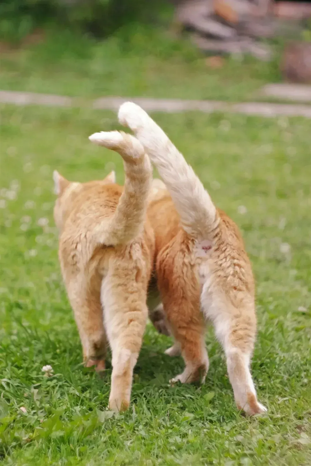 7. Tail flicking or twitching (Image Credits: Unsplash)