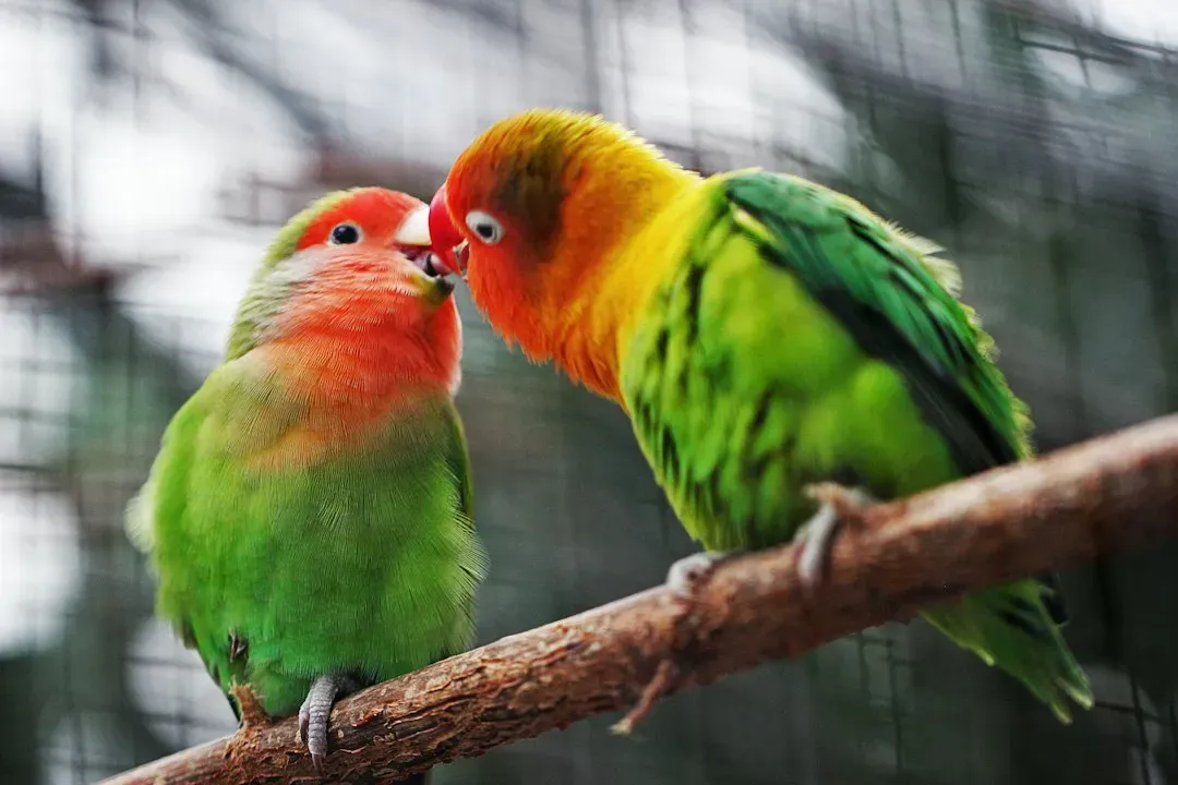 Lovebird (Image Credits: Unsplash)