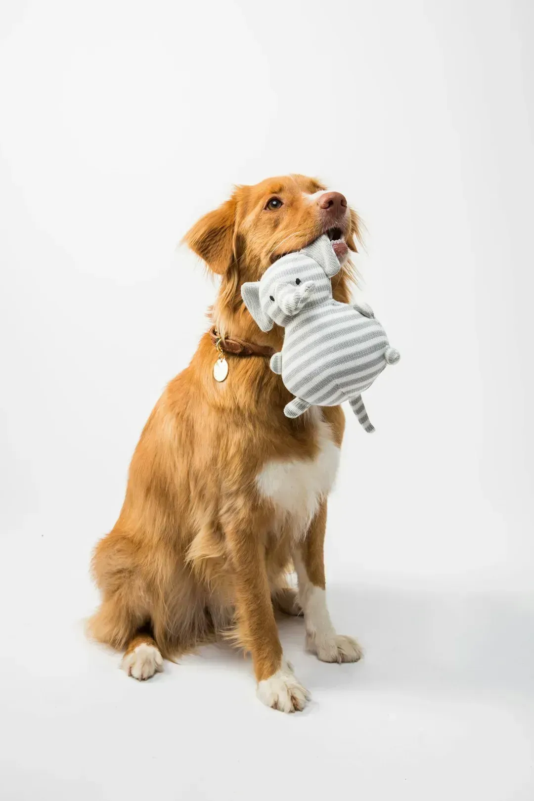8. Basic obedience training, if any at all (Image Credits: Unsplash)