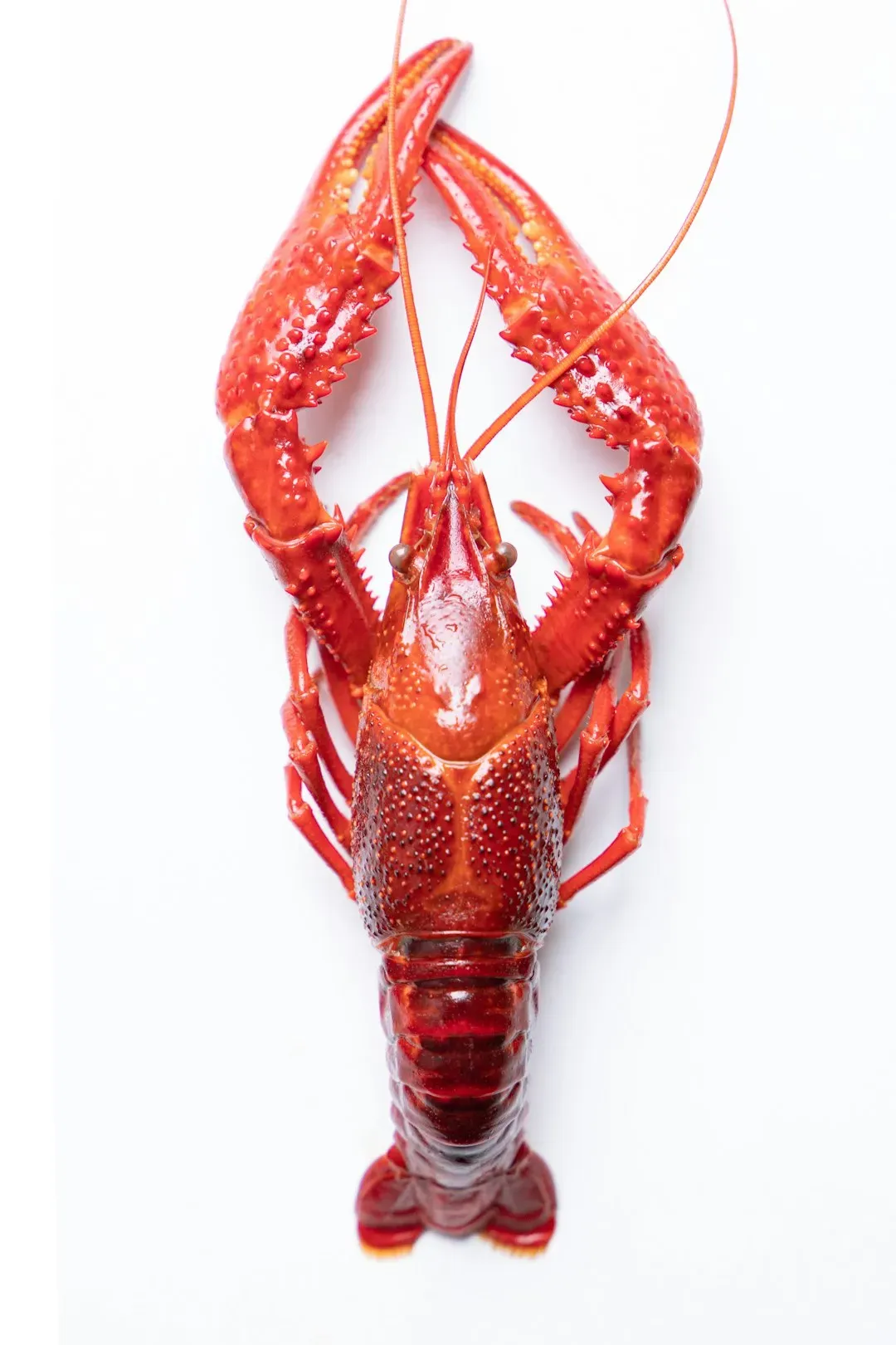Lobster (Image Credits: Unsplash)