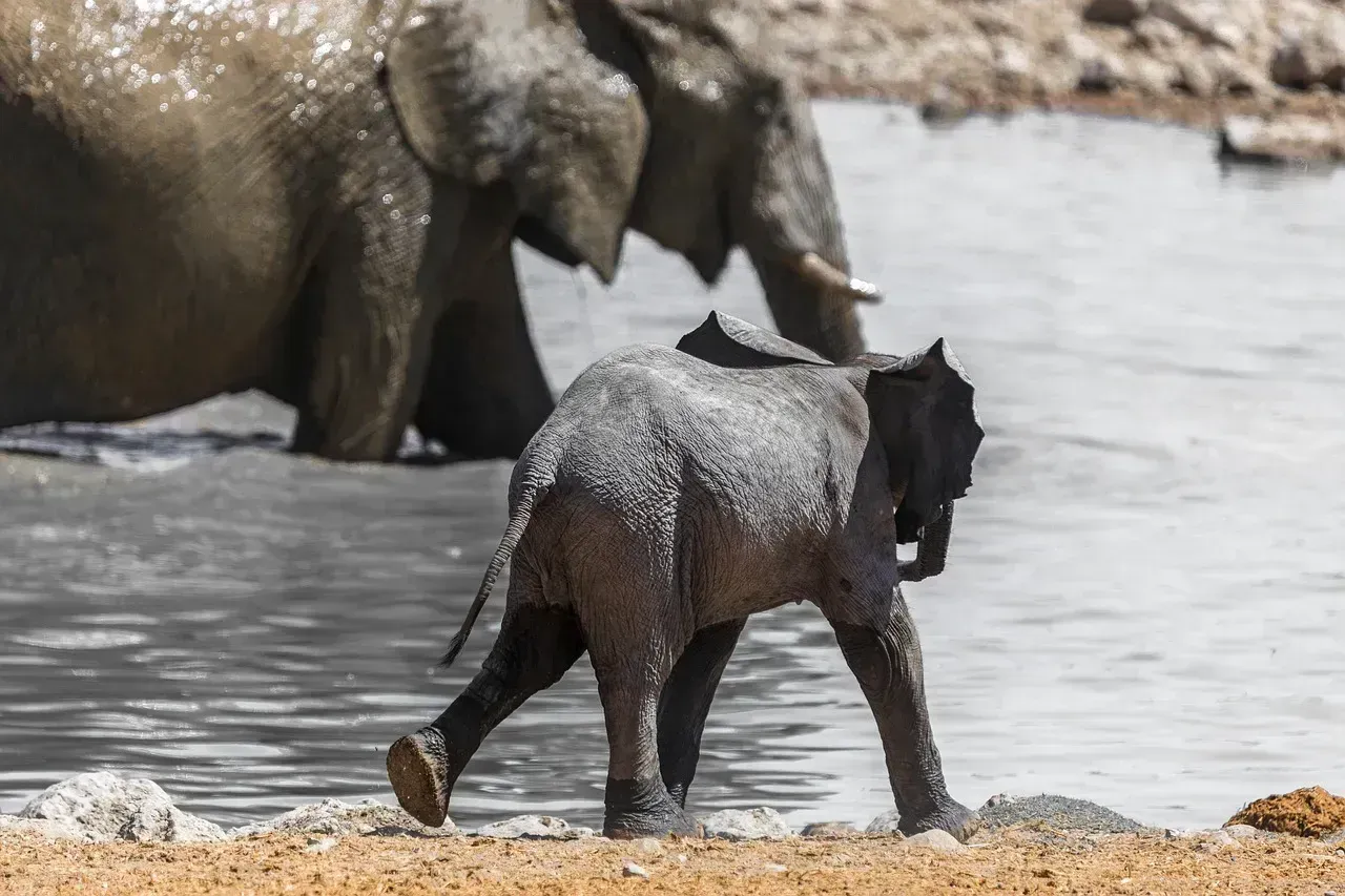 South Africa (Image Credits: Pixabay)