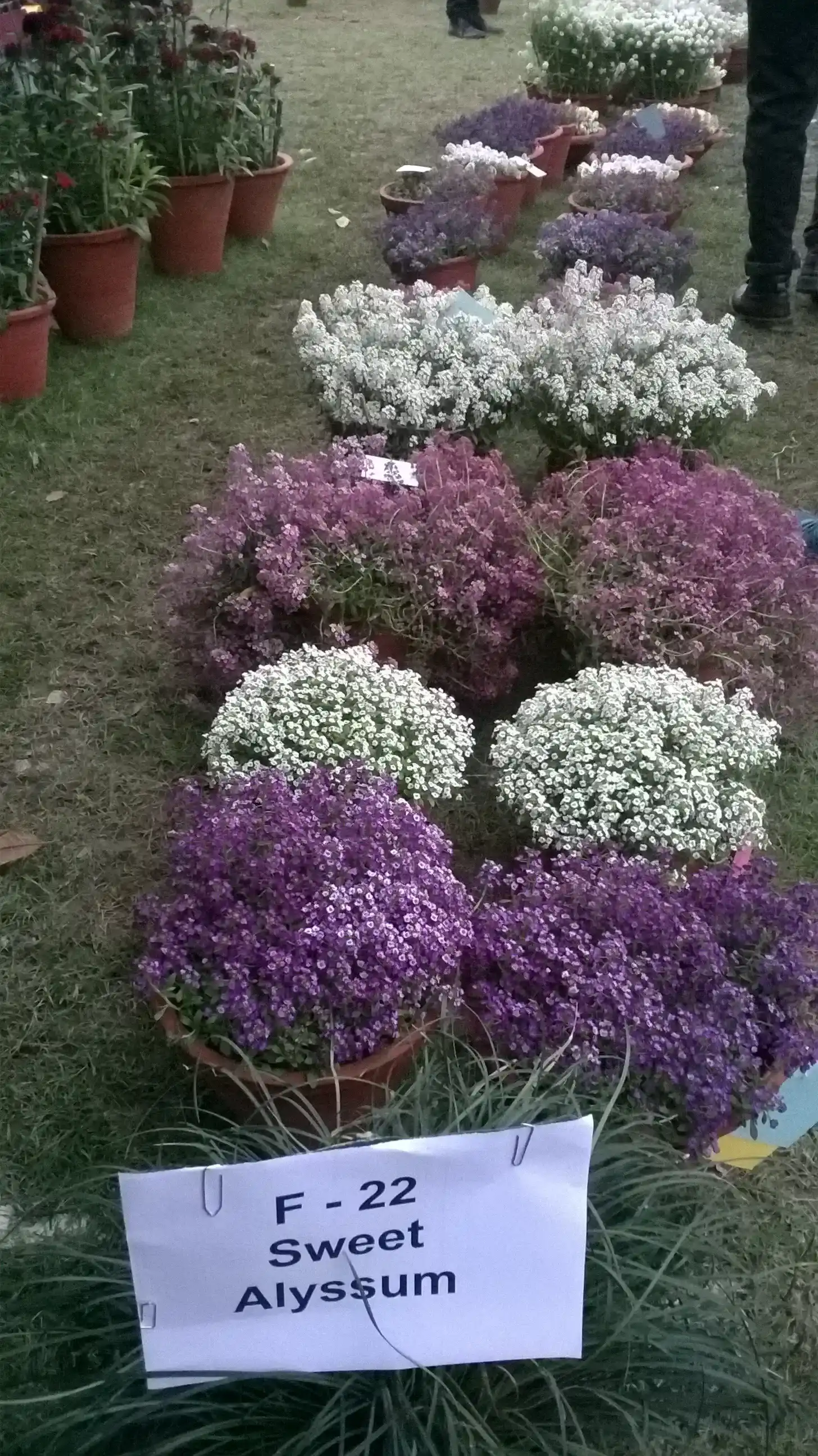 8. Sweet Alyssum (By ਜਗਮੀਤ ਸਿੰਘ ਬਰਾੜ, CC BY-SA 4.0)