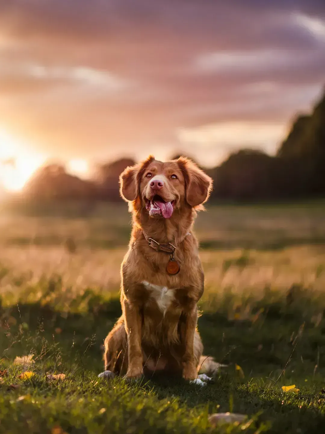 Pacing and Restlessness (Image Credits: Unsplash)