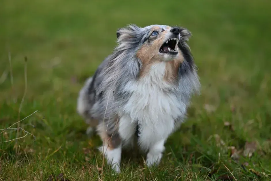 Whining, Barking and Other Vocal Changes (Image Credits: Pexels)