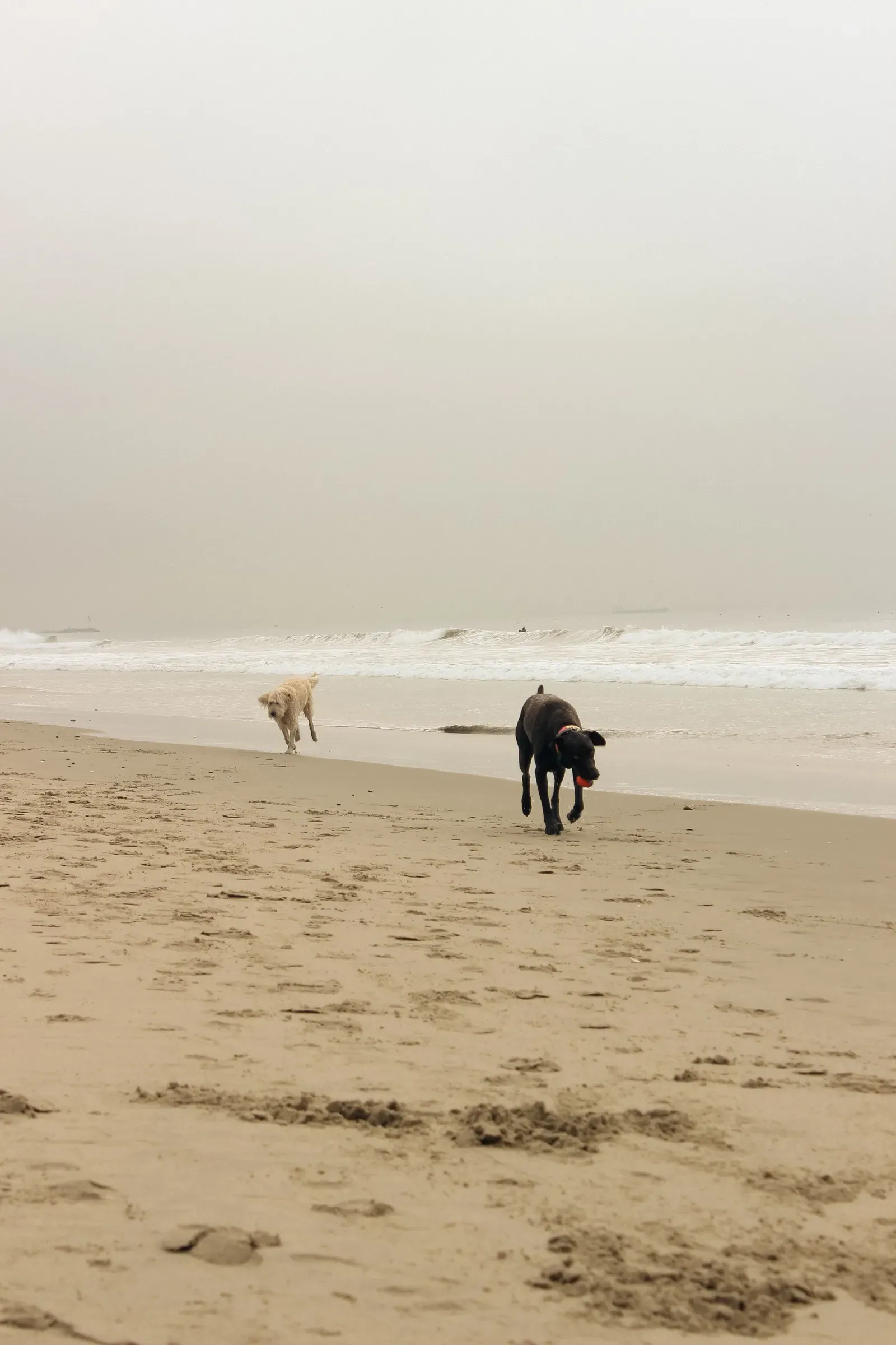 Carmel-by-the-Sea, California (Image Credits: Pexels)