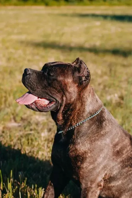7. Cane Corso (Image Credits: Pexels)
