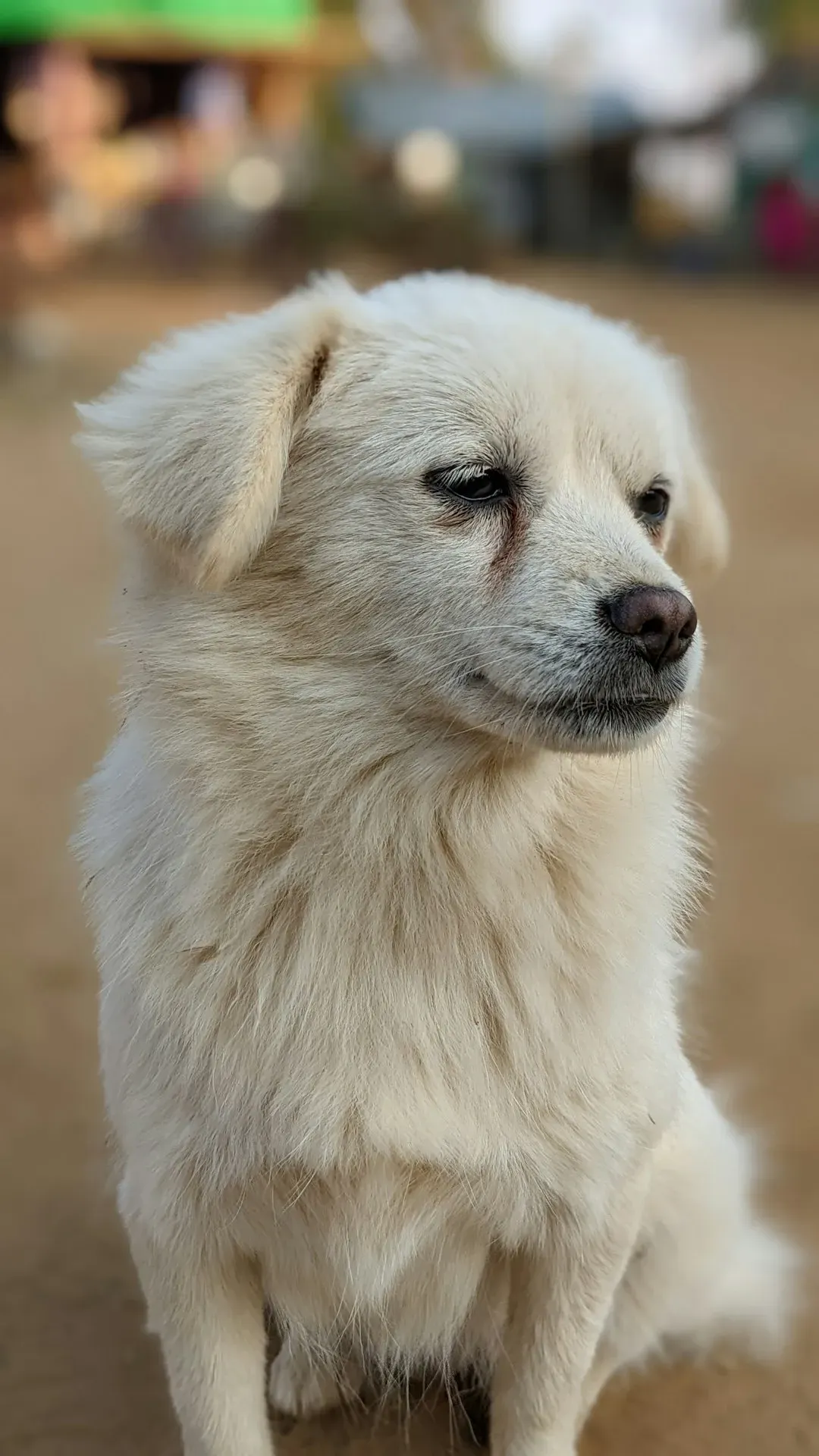 6. They Get the Zoomies (Image Credits: Unsplash)