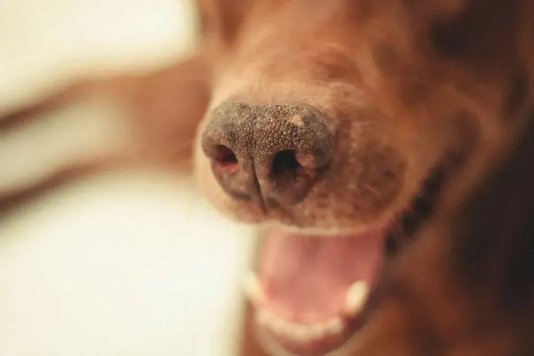 4. Bad breath and visible dental changes (Image Credits: Unsplash)