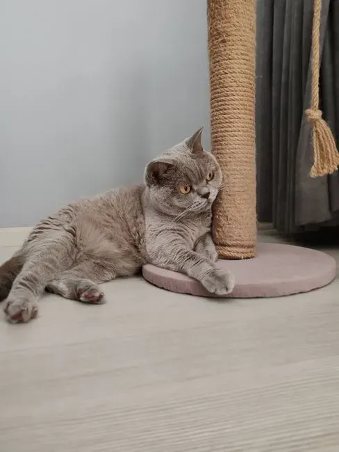 1. A Scratching Post With Visible Wear (Image Credits: Pexels)