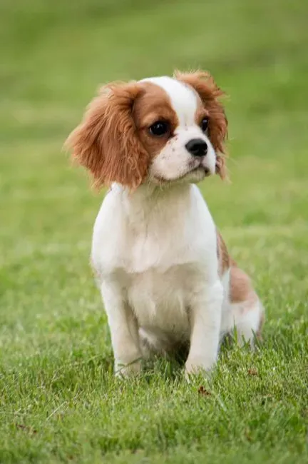 4. Cavalier King Charles Spaniel (Image Credits: Pexels)