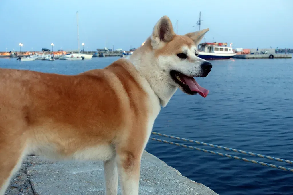 Akita (limitsios, Flickr, CC BY 2.0)
