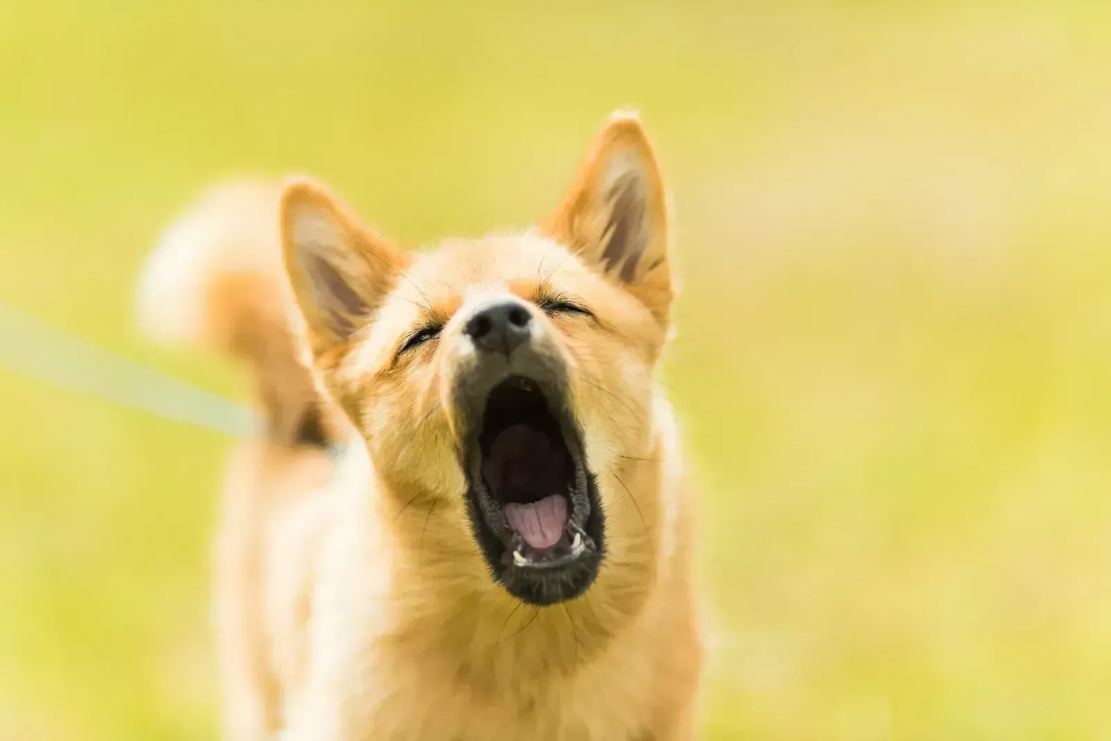 Yawning Outside of Sleepiness (Image Credits: Unsplash)