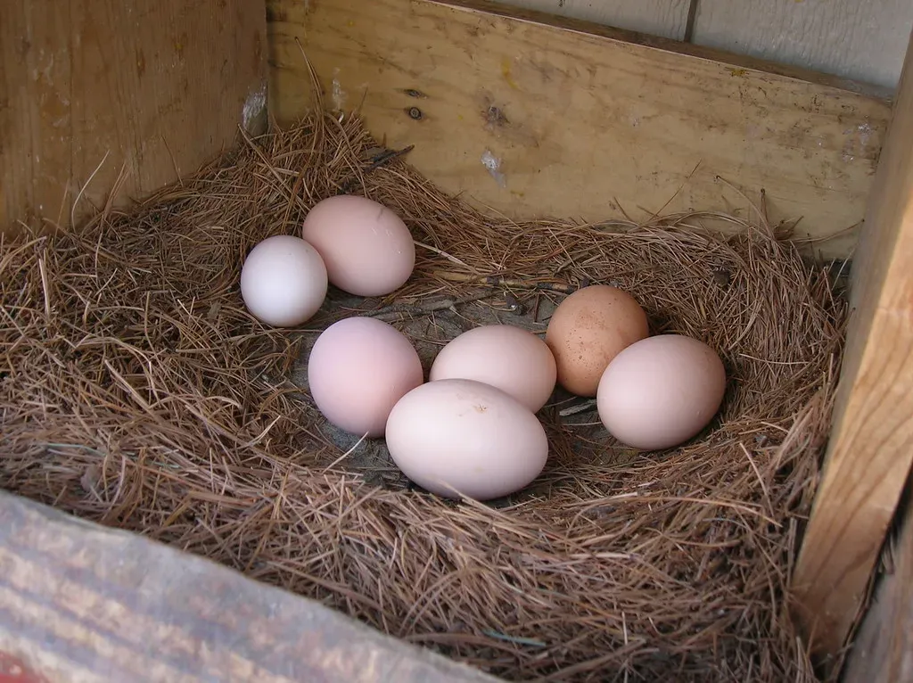 Fresh Eggs Are the Biggest Factor - Here's Exactly Why (Jake Wasdin, Flickr, CC BY 2.0)
