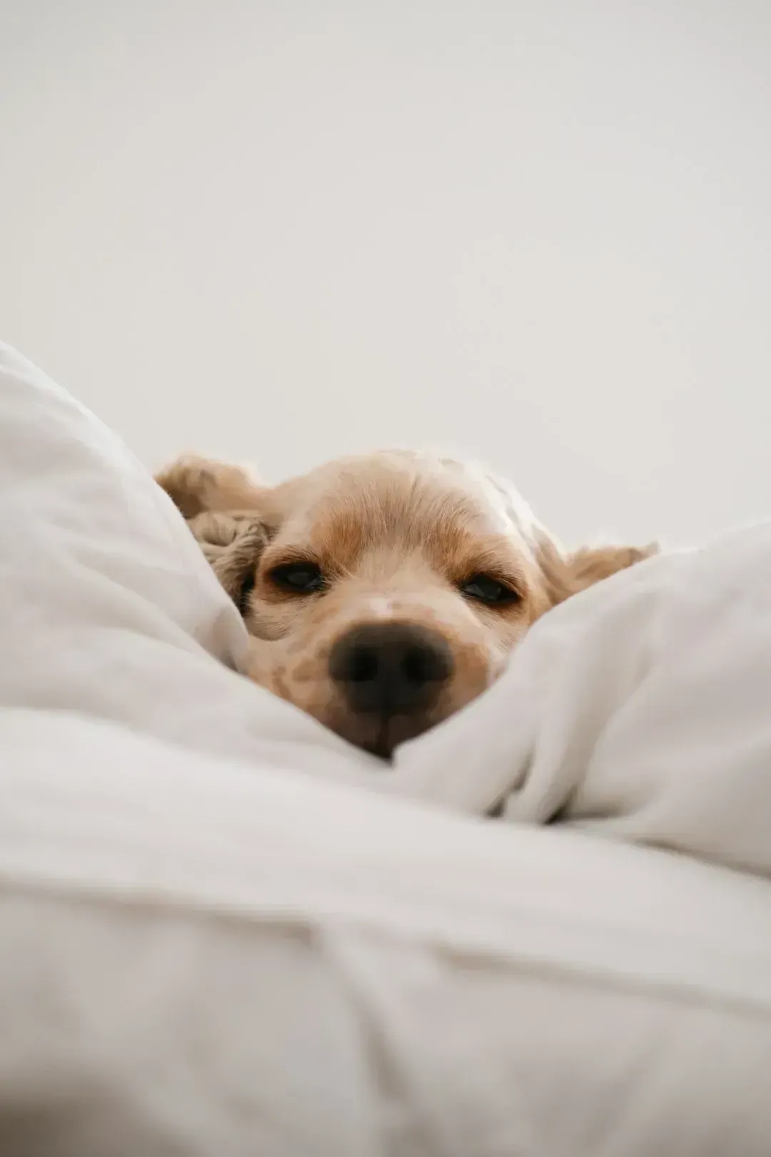 Dogs: What They Actually Do When You're Gone (Image Credits: Unsplash)