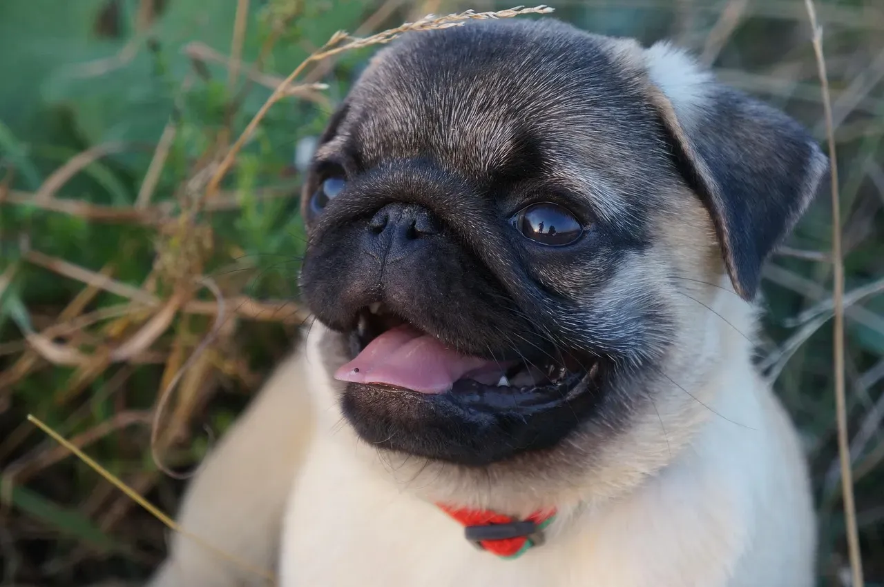 3. Pug (Image Credits: Pixabay)