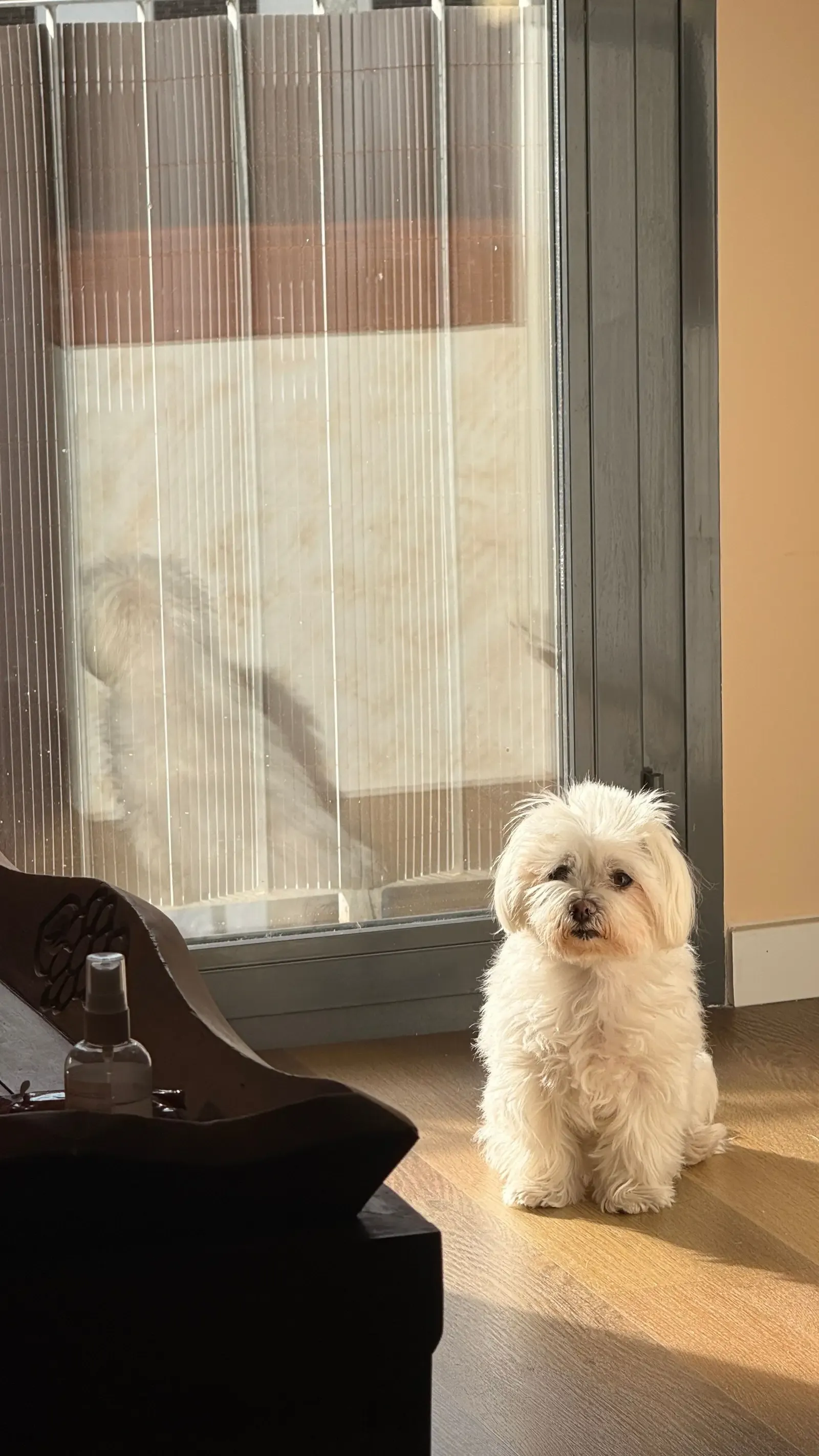 Put the Dog in a Separate Room (Image Credits: Pexels)