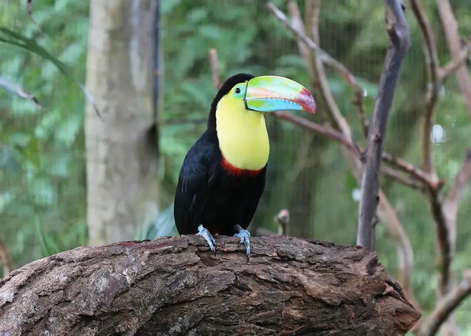 4. Costa Rica (By Bernard Gagnon, CC0)