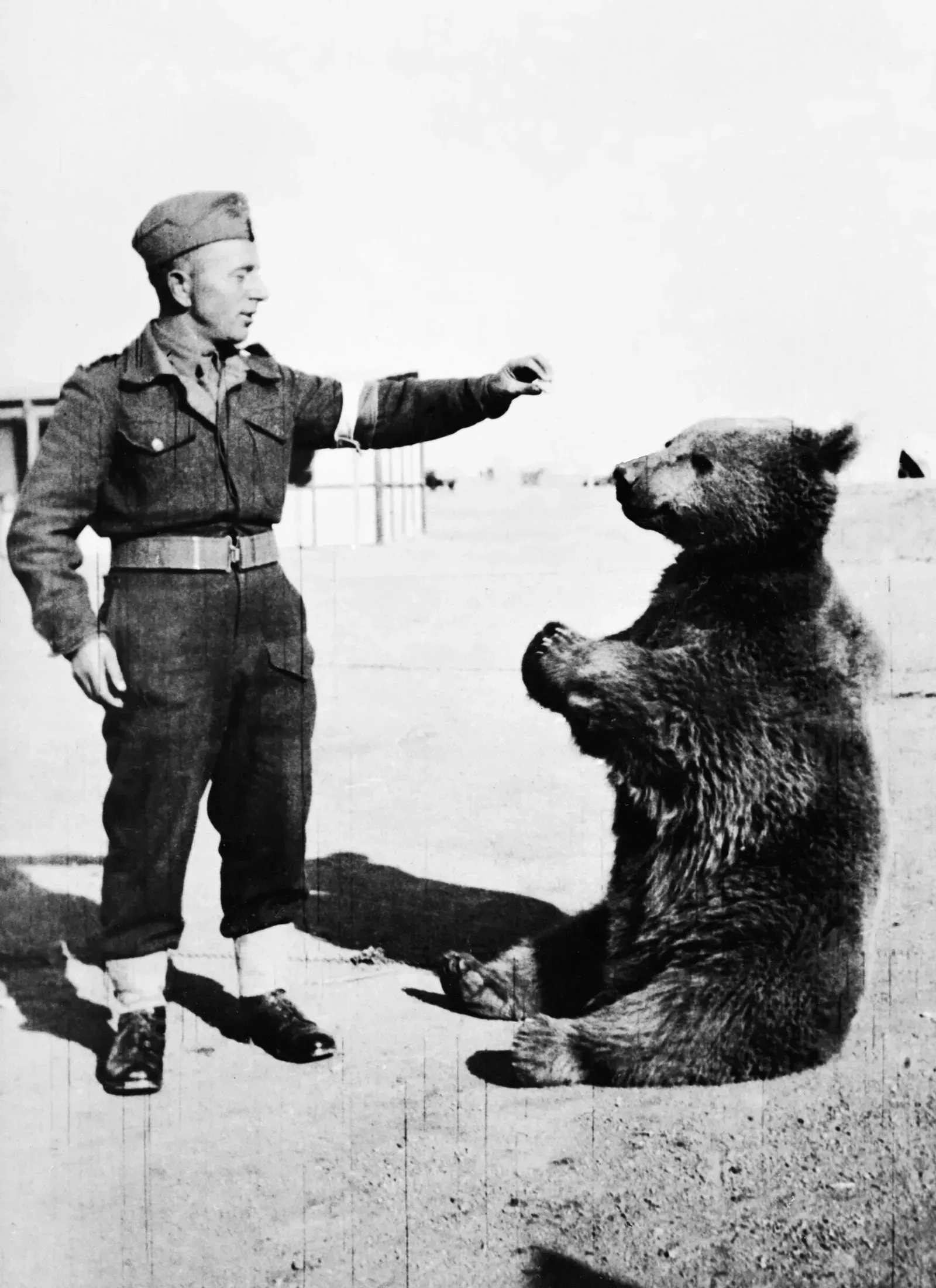 4. Wojtek the Bear, Corporal of the Polish Army (Image Credits: This photograph HU 16546 comes from the collections of the Imperial War Museums., Public domain)