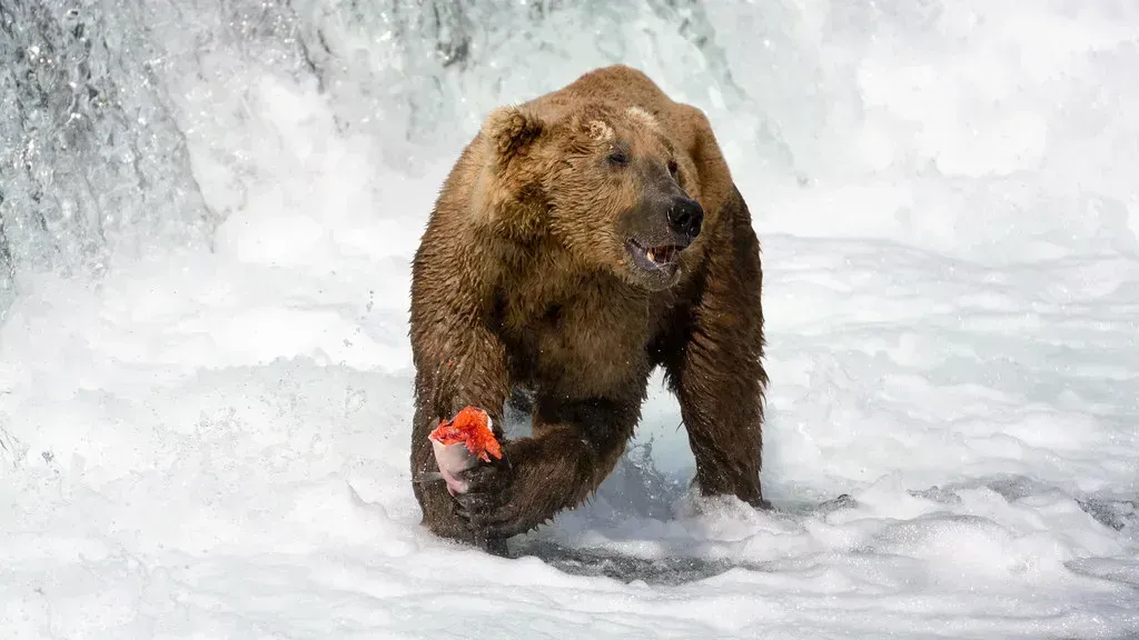 7. Katmai National Park and Preserve, Alaska – 36,230 Visits in 2024 (Christoph Strässler, Flickr, CC BY-SA 2.0)