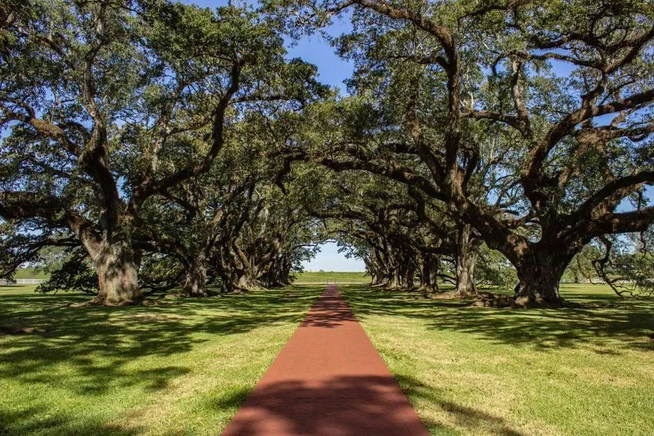 Native Oak Species: Protected From California to Texas (Image Credits: Pexels)