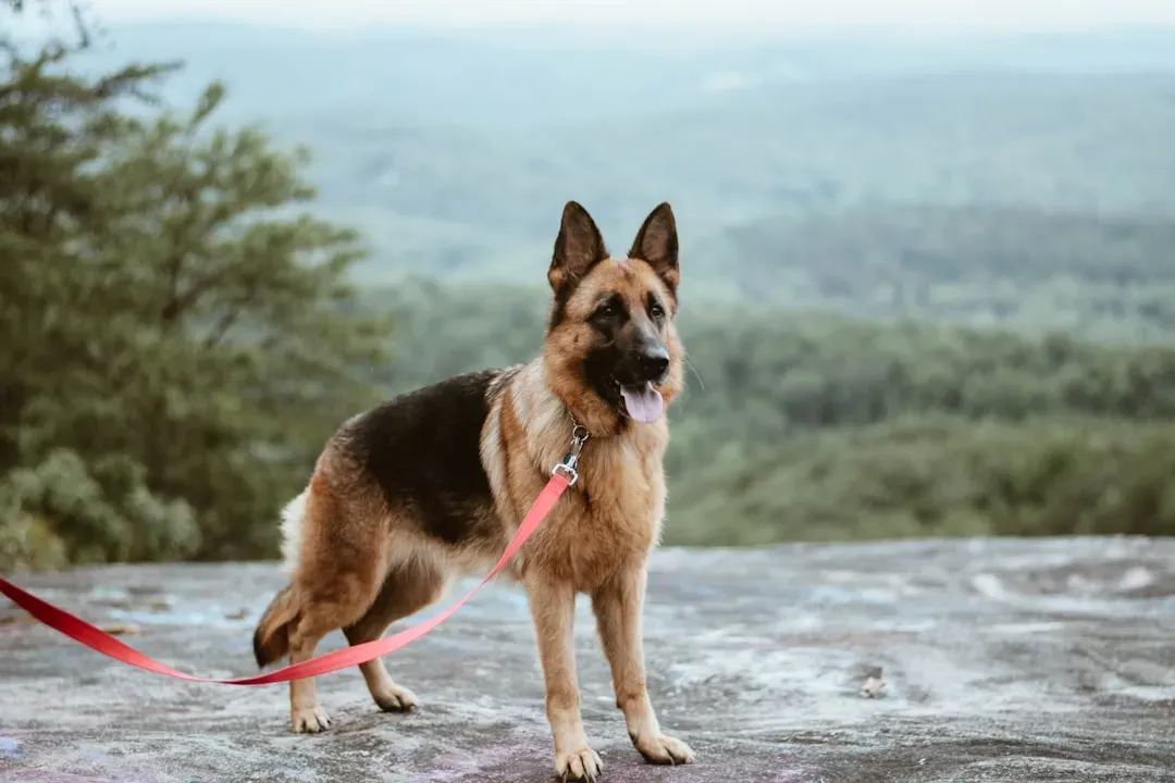 2. Walking without pulling on the leash (Image Credits: Unsplash)