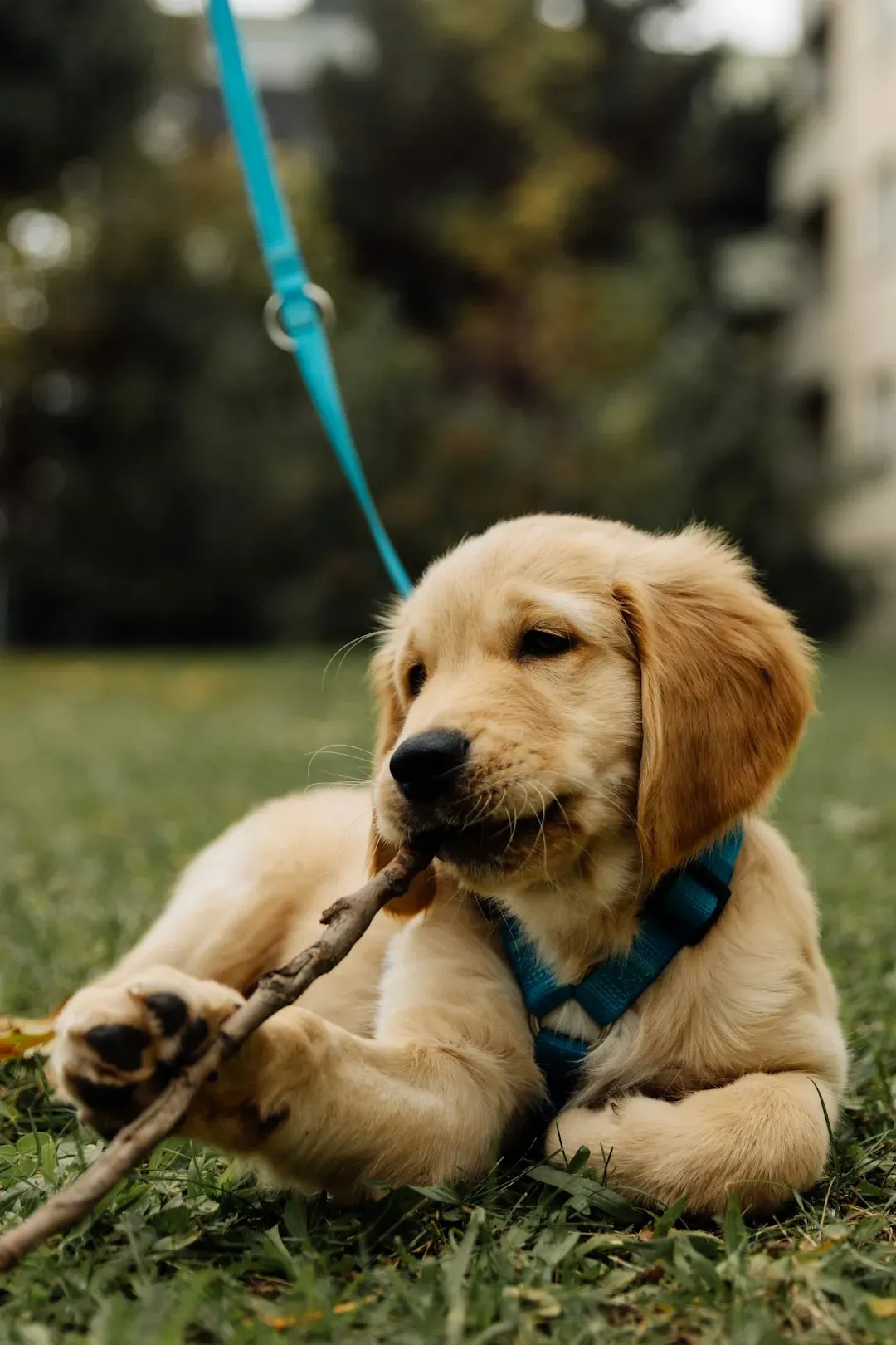 Allowing Chewing and Tugging on the Leash (Image Credits: Unsplash)