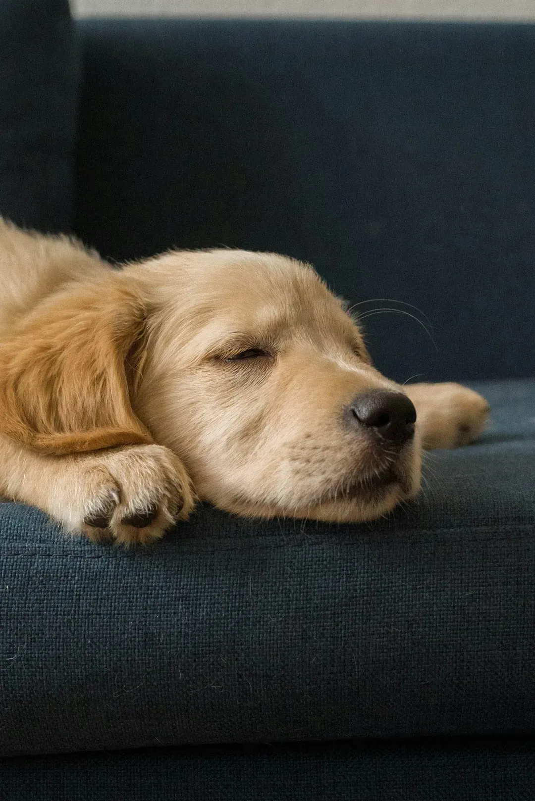 3. They Sleep Deeply and Wake Up Ready (Image Credits: Unsplash)