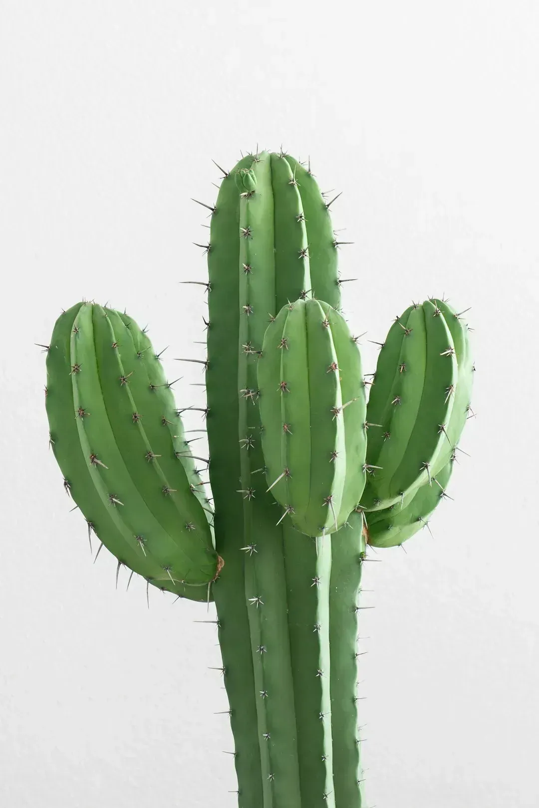 2. Cacti and Spiky Indoor Plants (Image Credits: Unsplash)