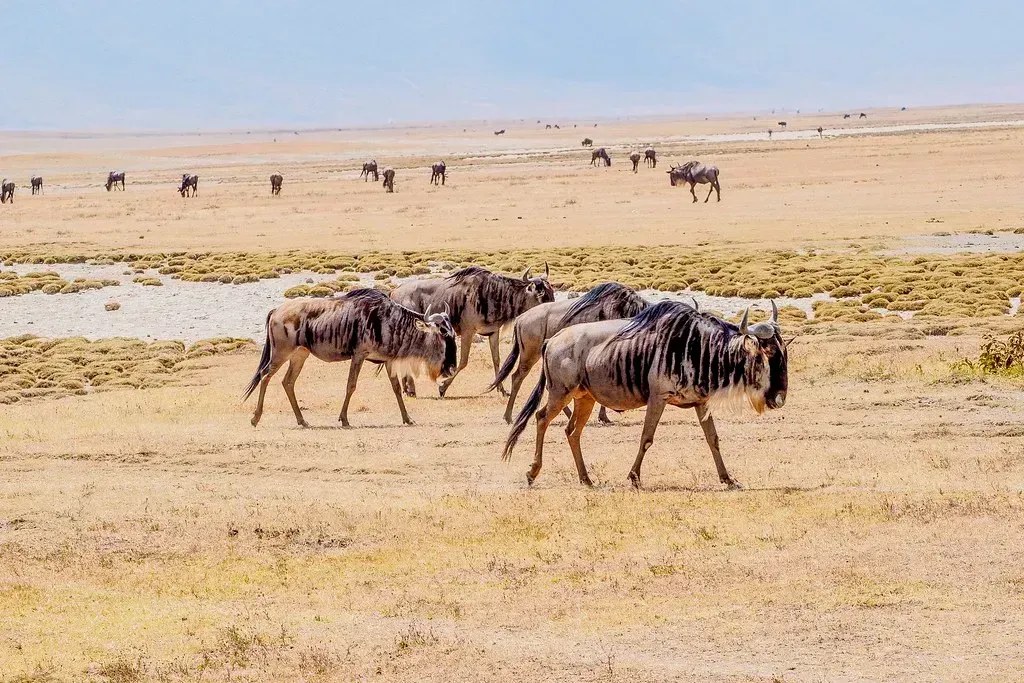 1. Kenya (fotopamas, Flickr, CC BY 2.0)