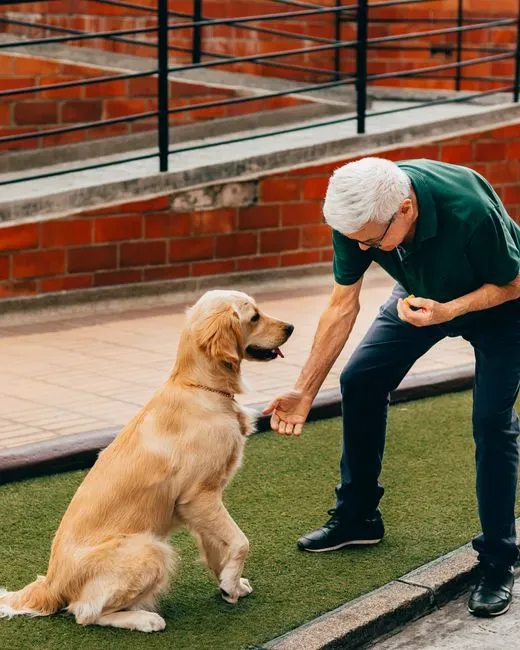 What Owners Wish They Had Known First (Image Credits: Pexels)