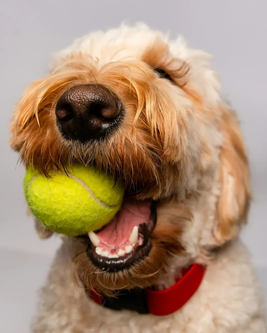 7. Tennis balls as chew toys (Image Credits: Unsplash)
