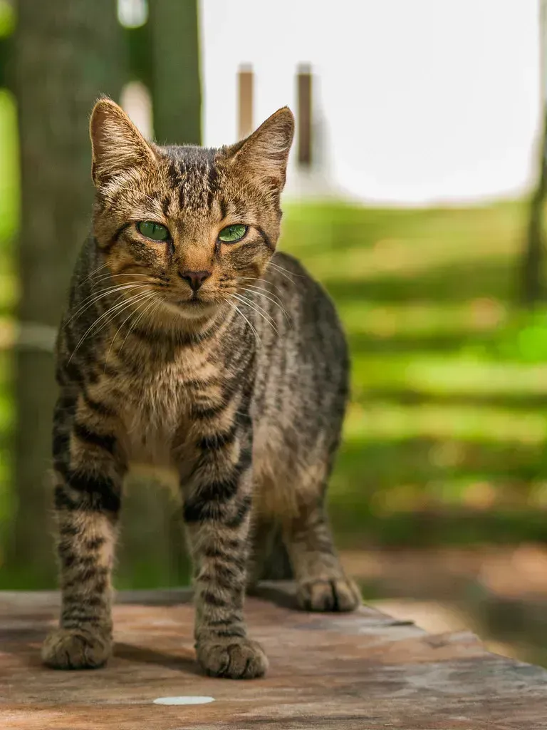 11. Meowing excessively (StevenW., Flickr, CC BY-SA 2.0)