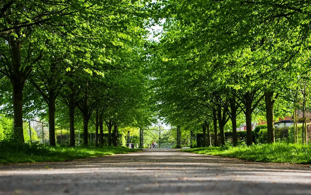 4. The Presence and Condition of Street Trees (Image Credits: Unsplash)