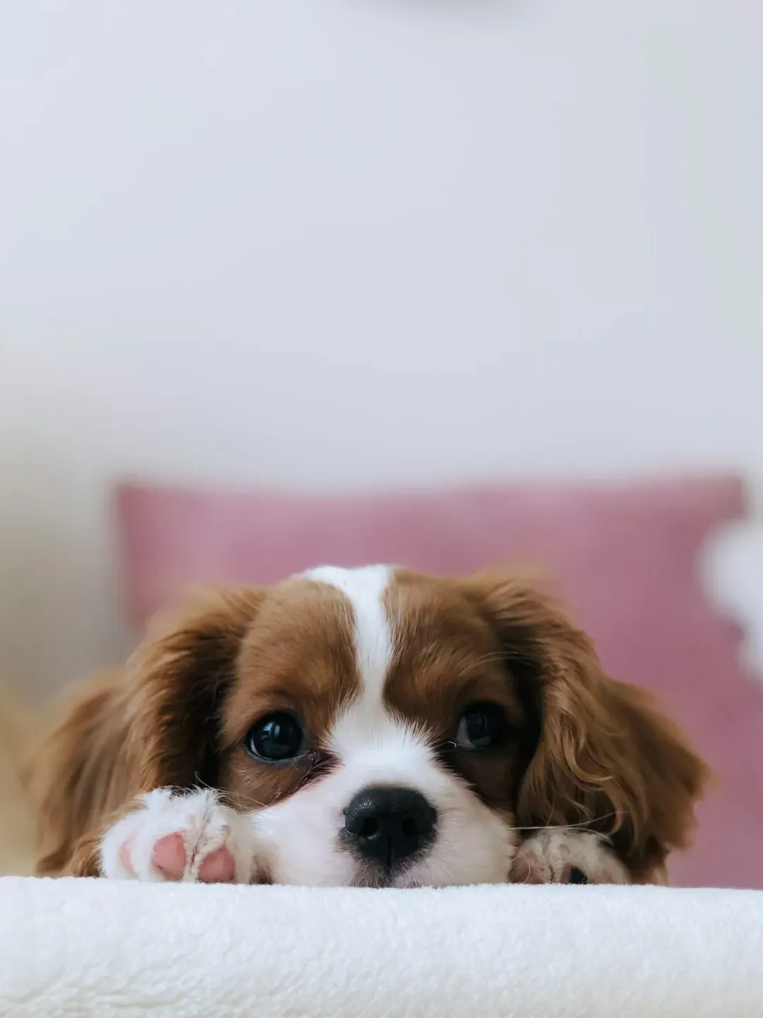 Cavalier King Charles Spaniel (Image Credits: Unsplash)