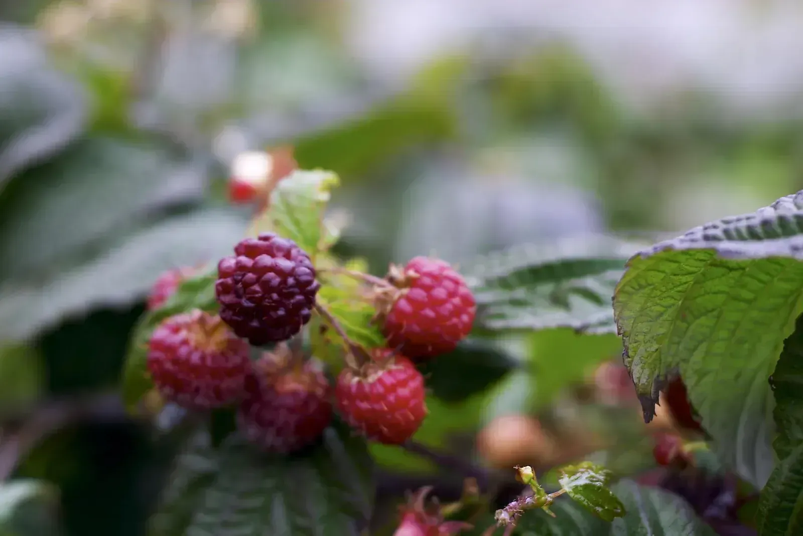 4. Raspberries (Flickr.com - image description page, CC BY 2.0)
