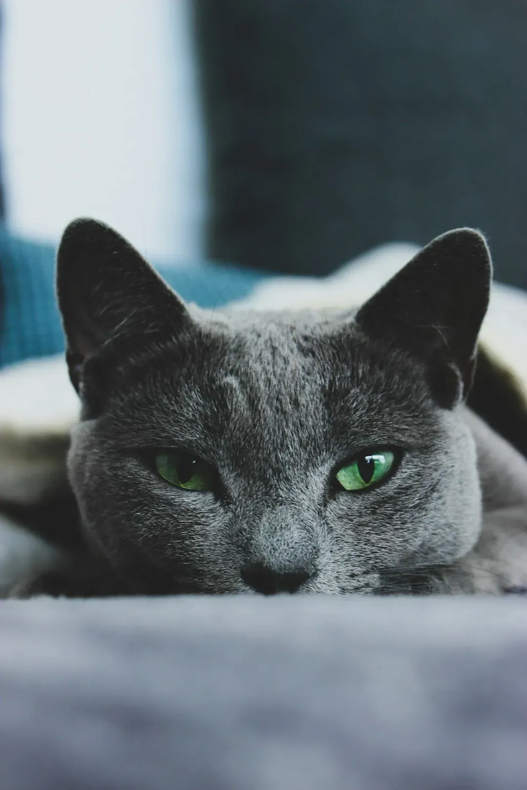 2. The Russian Blue: Cold and Distant, or Just Picky About People? (Image Credits: Unsplash)