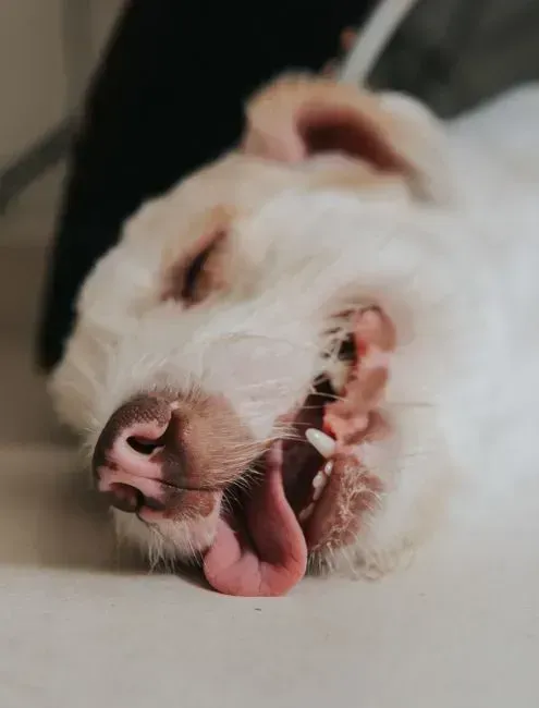 5. Coughing, wheezing, or labored breathing (Image Credits: Pexels)