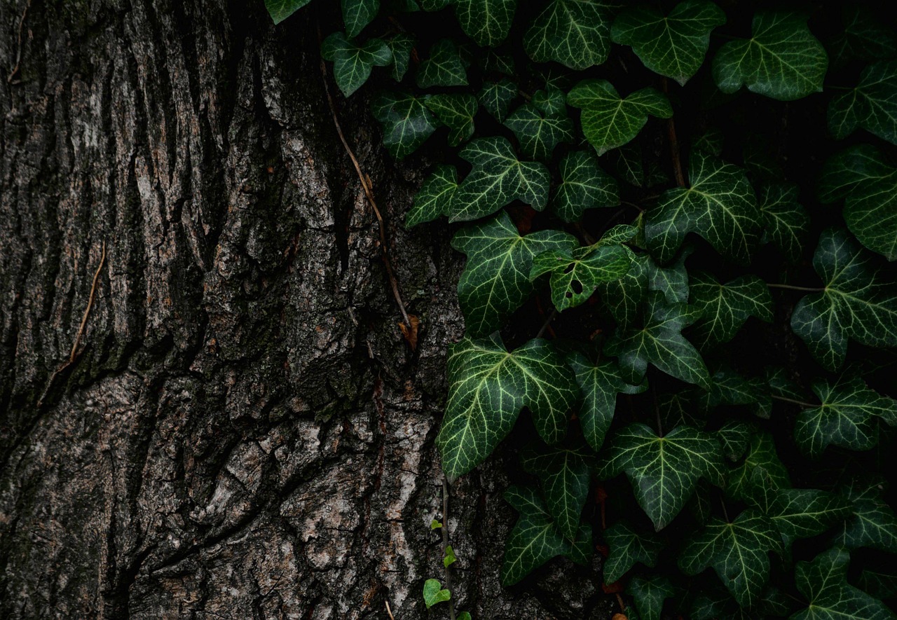 Practicing Gratitude for Small Natural Details (image credits: pixabay)