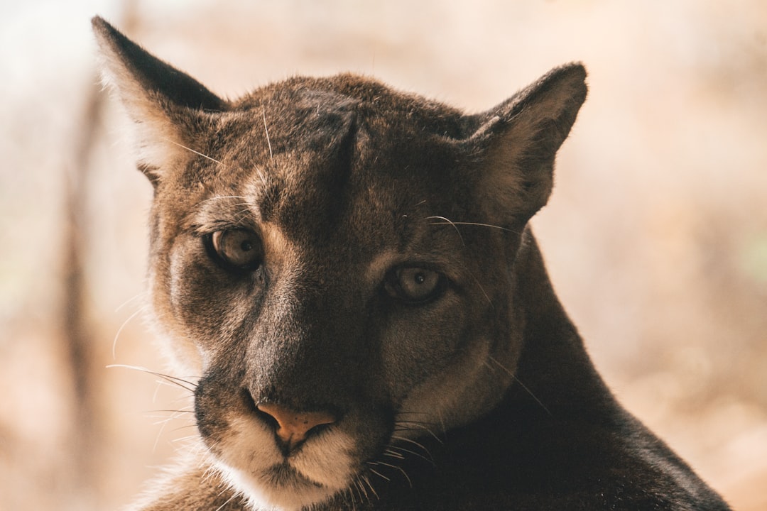 Mountain Lions Flee From Conversation (image credits: unsplash)
