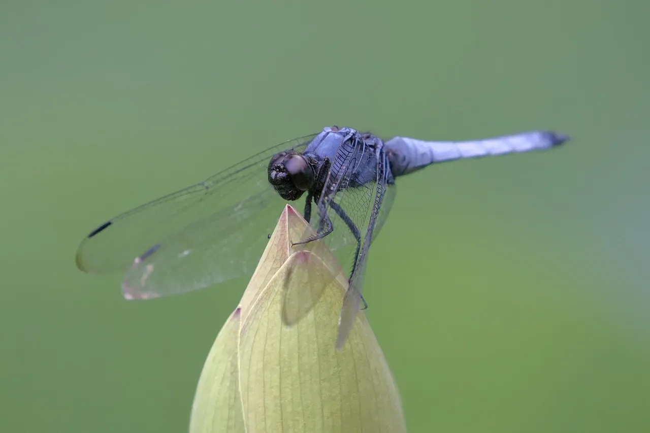 5. The Dragonfly (Image Credits: Pixabay)