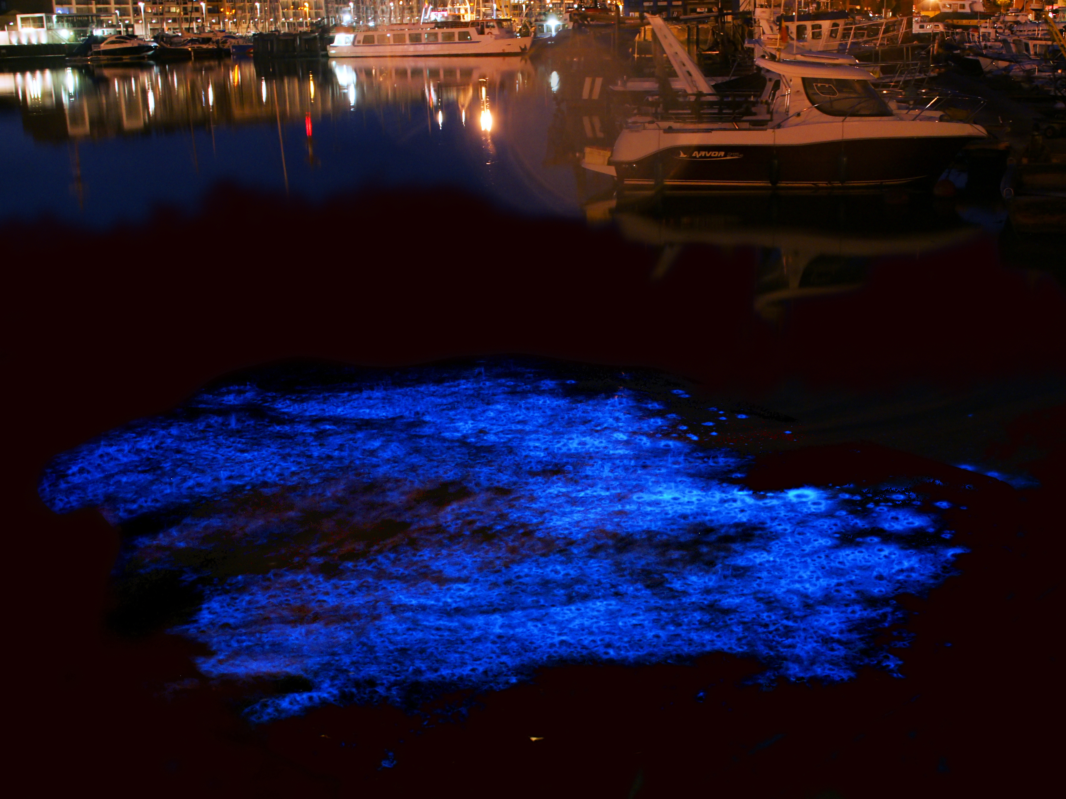 Glowing Red Tide – When the Ocean Turns Electric Blue (image credits: wikimedia)