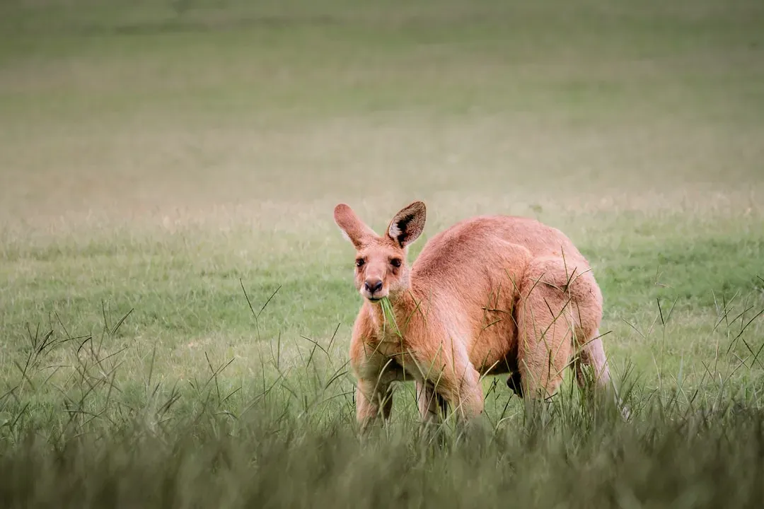 Kangaroos: Not the Cuddly Mascots They Appear to Be (Image Credits: Unsplash)