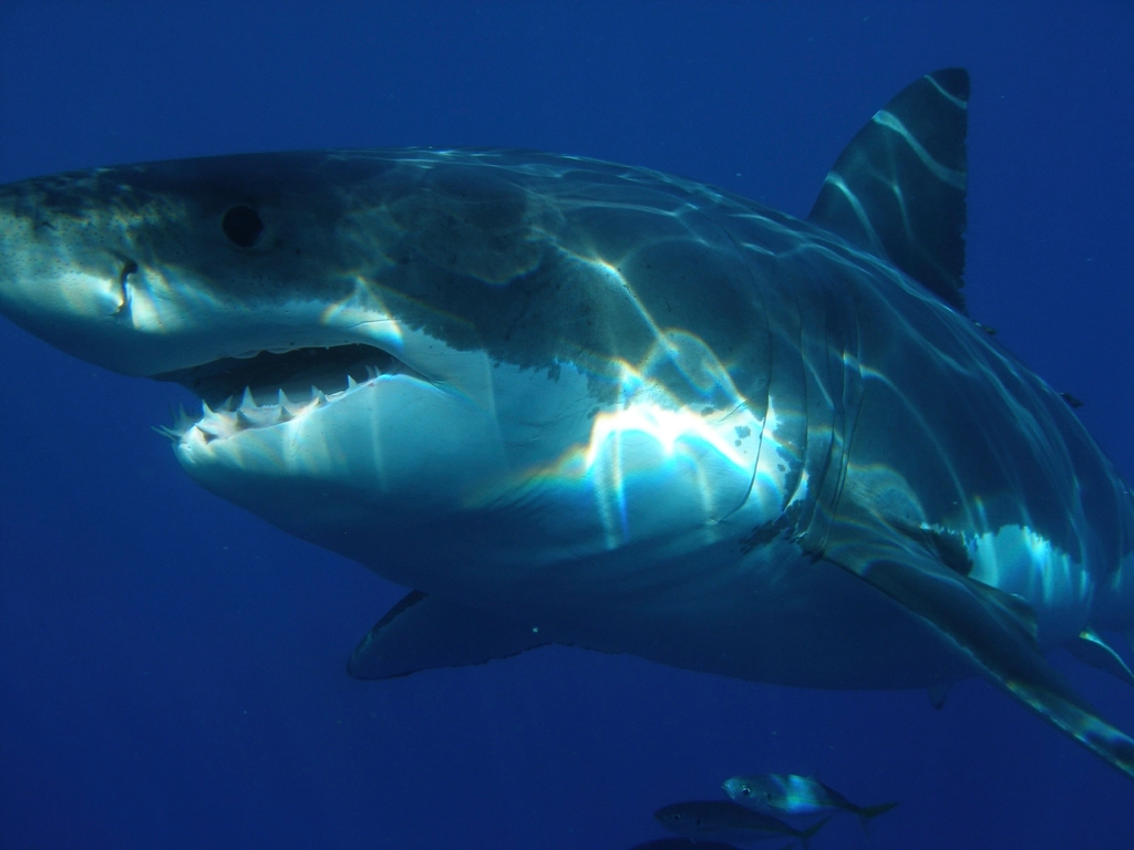 Shark Attacks Happen Less Than Lightning Strikes (image credits: rawpixel)