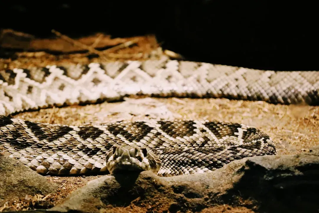 The Eastern Diamondback Rattlesnake - Size, Power, and a Warning You Can Hear (Image Credits: Unsplash)