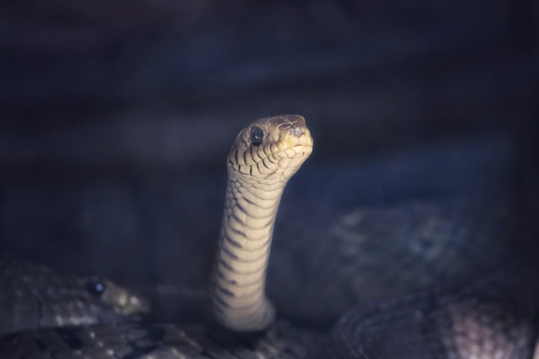 The Social Learning Component of Snake Fear (image credits: unsplash)
