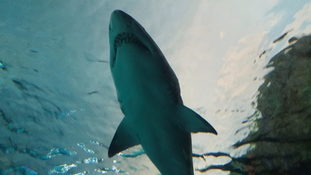 Only Three Shark Species Are Dangerous to Humans (image credits: rawpixel)