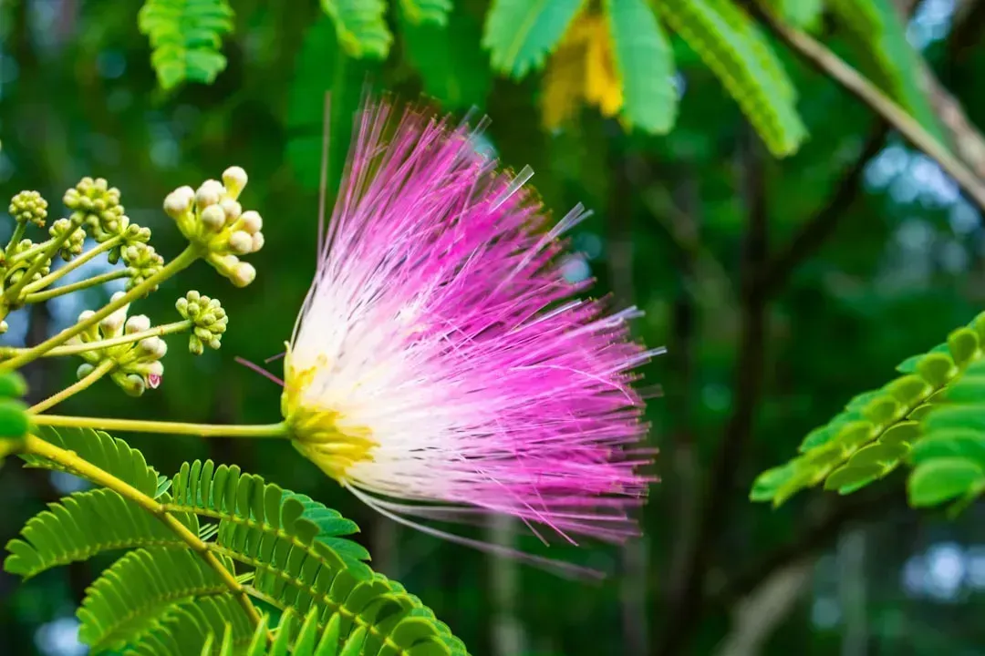 7. Mimosa Tree (Albizia julibrissin) (Image Credits: Unsplash)