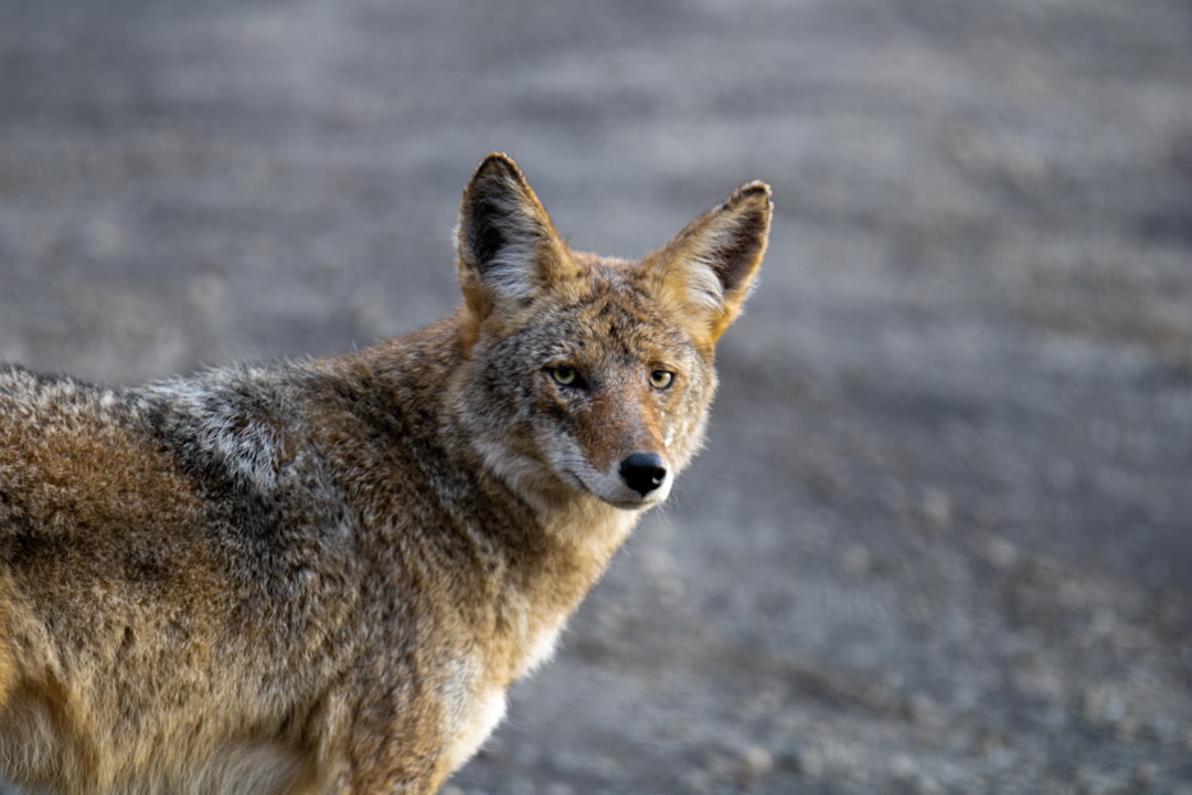 Coyotes Become Nocturnal Neighbors (image credits: unsplash)